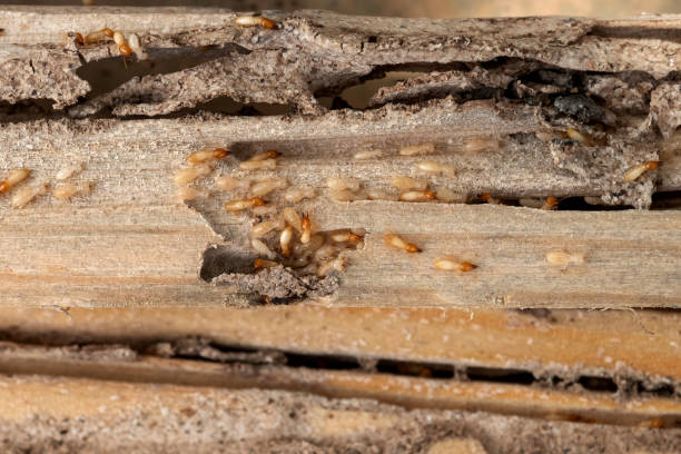 Best Spider Control Near Me  in Ina, IL