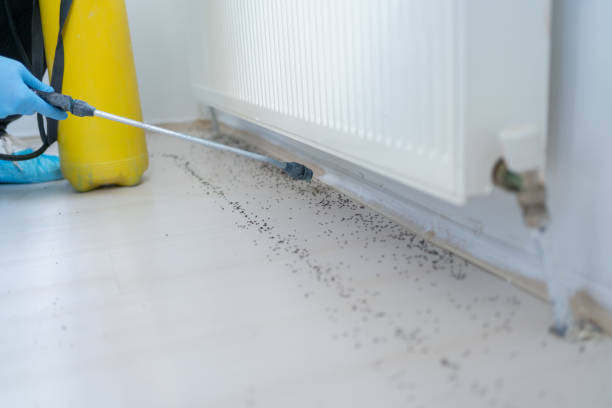 Best Ant Control Services  in Ina, IL